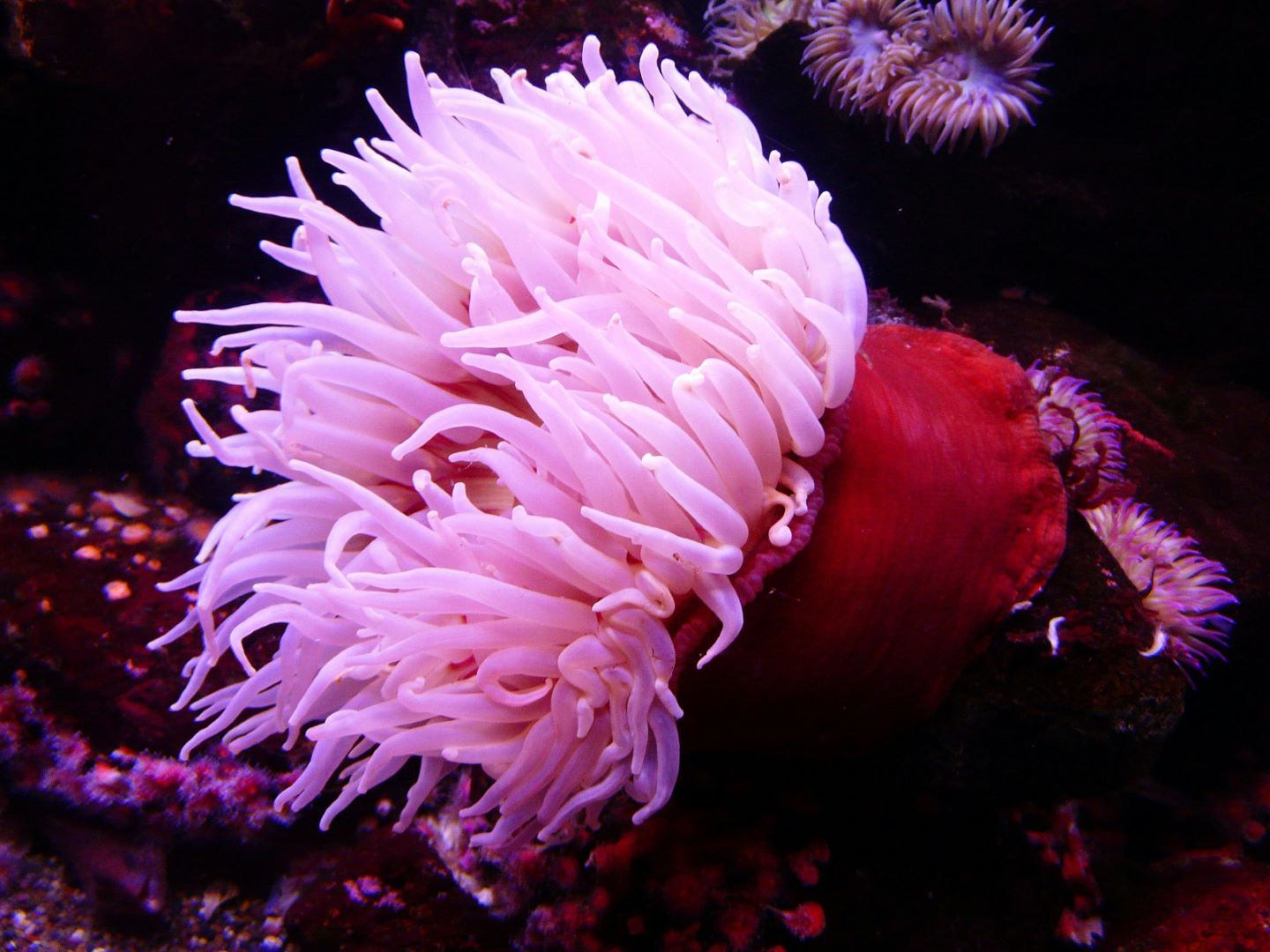 What type of marine aquarium do you want?