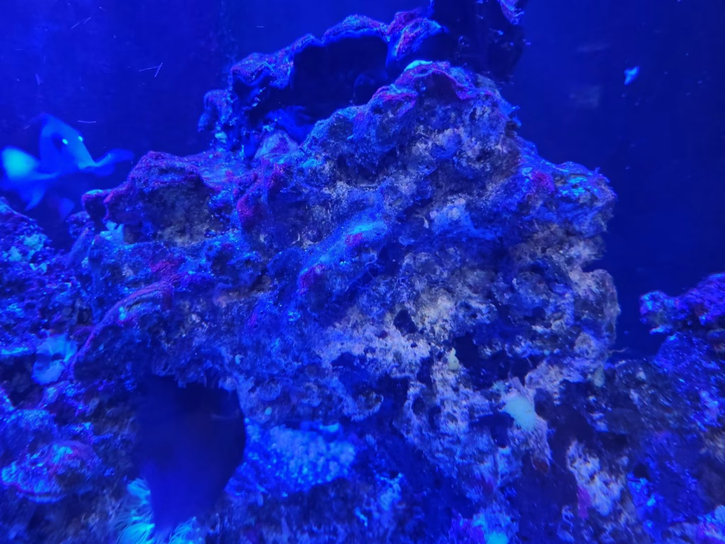 Buying Live Rock: What to Look For, Hitchhikers to Avoid, and When to Cure It 4 A piece of live rock in my aquarium