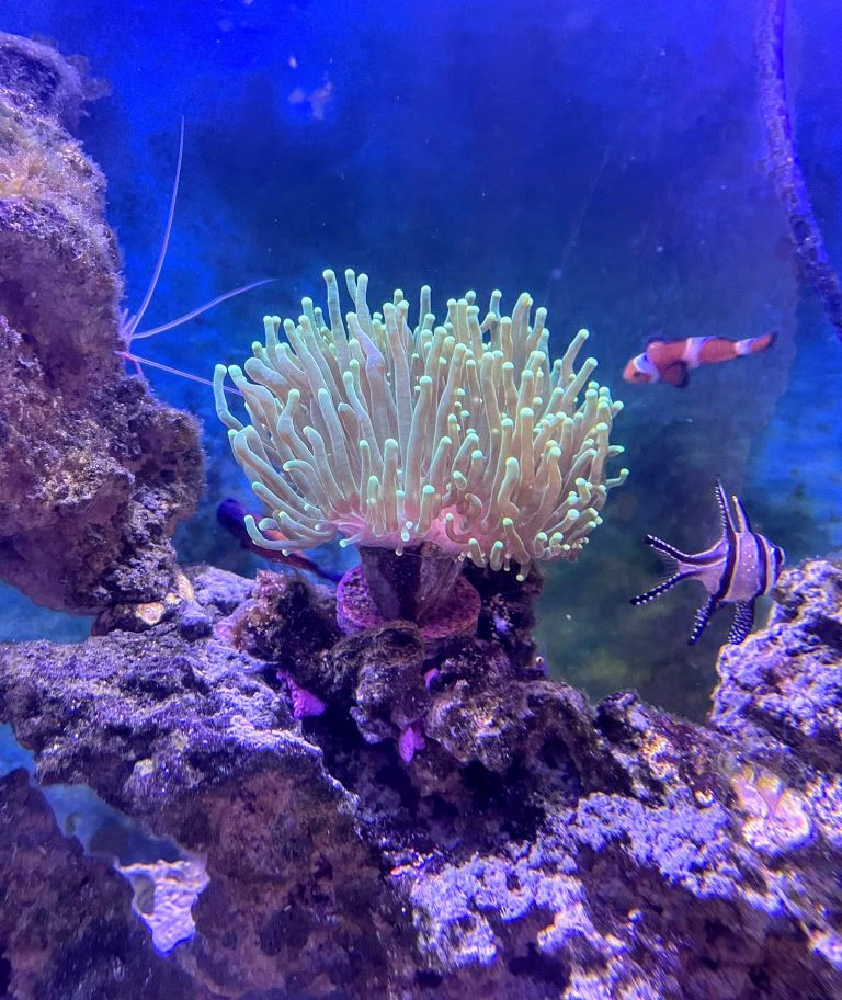 Mishap Monday: The Neglected Nitrate Test Catastrophe 3 A photo of my Torch Coral taken in May of 2022.