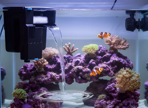 In this article, we are showing you how a sump isn't a necessity with A Beginner's Guide to Hang-On-Back Filters for Marine Aquariums.