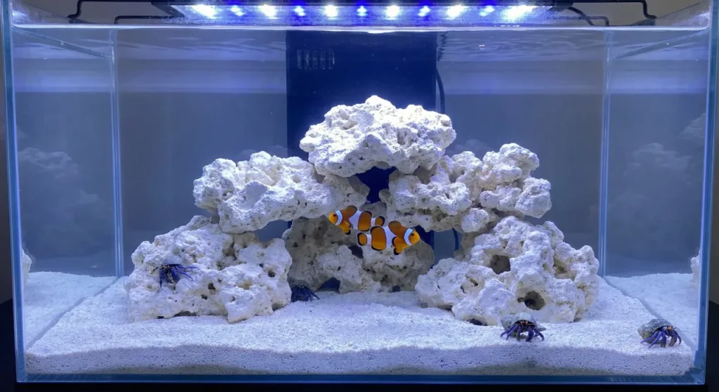 How To Cycle a New Marine Aquarium Safely, Quickly, and On a Budget 8 A photograph of a newly cycled marine aquarium featuring pristine white dry rock and sand. A pair of Ocellaris clownfish swim centrally, and several blue-legged hermit crabs crawl on the sand bed under bright aquarium LED lighting.